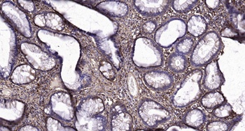 RECS1 rabbit pAb Antibody