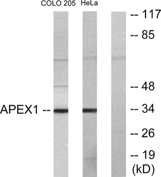 Ref-1 rabbit pAb Antibody