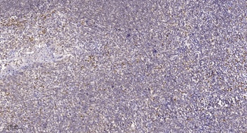Ref-1 rabbit pAb Antibody