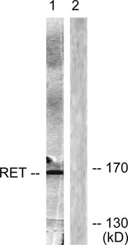 Ret rabbit pAb Antibody