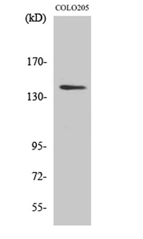 RGAG1 rabbit pAb Antibody