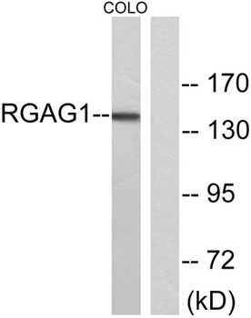 RGAG1 rabbit pAb Antibody
