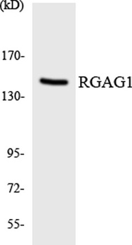 RGAG1 rabbit pAb Antibody