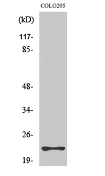 Rho D rabbit pAb Antibody