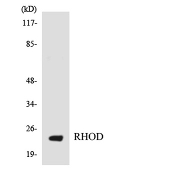 Rho D rabbit pAb Antibody