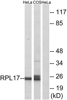 Ribosomal Protein L17 rabbit pAb Antibody