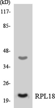 Ribosomal Protein L18 rabbit pAb Antibody