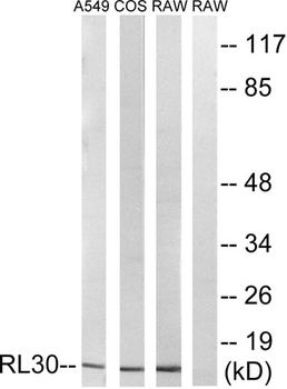 Ribosomal Protein L30 rabbit pAb Antibody