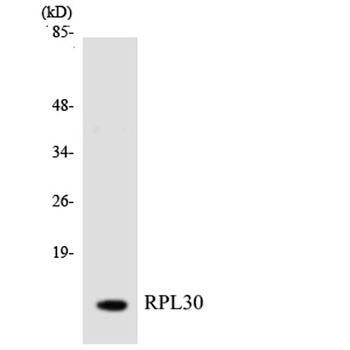 Ribosomal Protein L30 rabbit pAb Antibody