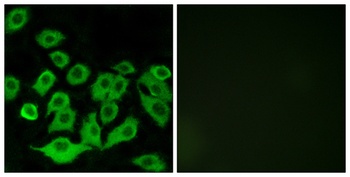 Ribosomal Protein L36 rabbit pAb Antibody