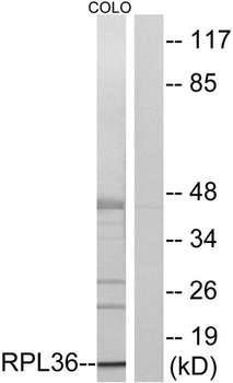 Ribosomal Protein L36 rabbit pAb Antibody