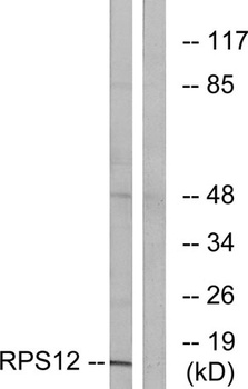 Ribosomal Protein S12 rabbit pAb Antibody
