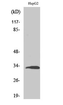 Ribosomal Protein S3 rabbit pAb Antibody