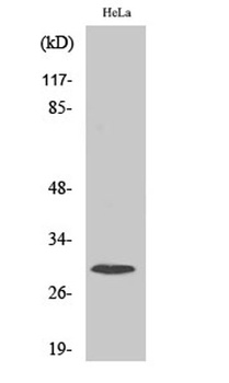 Ribosomal Protein S4X rabbit pAb Antibody