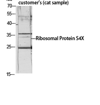 Ribosomal Protein S4X rabbit pAb Antibody