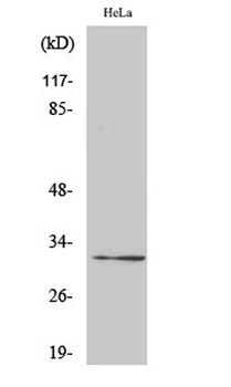Ribosomal Protein S6 rabbit pAb Antibody