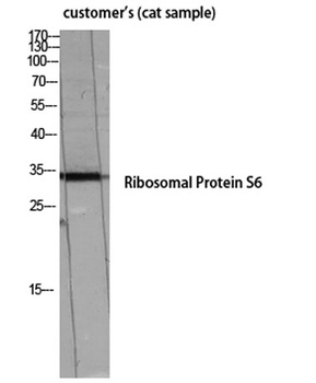 Ribosomal Protein S6 rabbit pAb Antibody