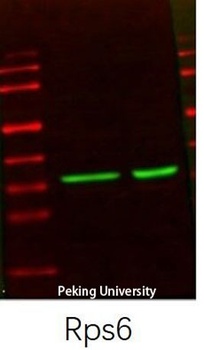 Ribosomal Protein S6 rabbit pAb Antibody