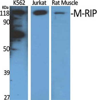 M-RIP rabbit pAb Antibody