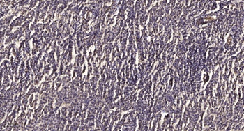 M-RIP rabbit pAb Antibody