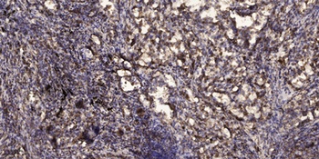 Rit1 rabbit pAb Antibody