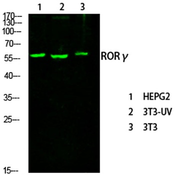 RORγ rabbit pAb Antibody