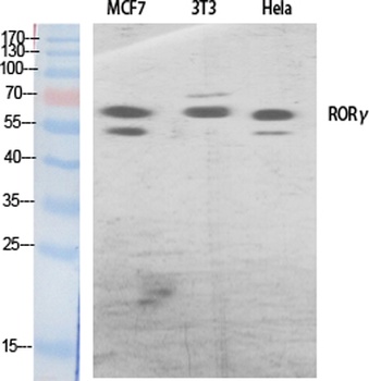 RORγ rabbit pAb Antibody
