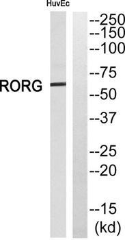 RORγ rabbit pAb Antibody