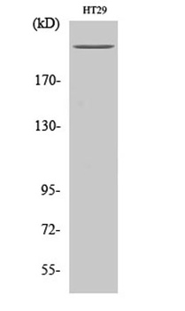 Rpb1 rabbit pAb Antibody