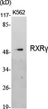 RXRγ rabbit pAb Antibody