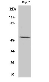 RXRγ rabbit pAb Antibody