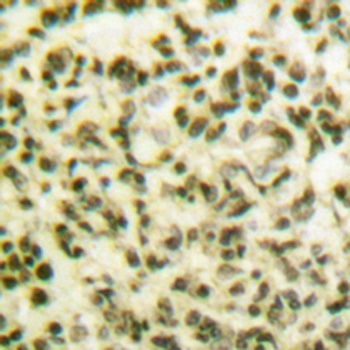 RXRγ rabbit pAb Antibody
