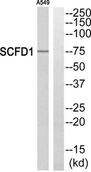 SCFD1 rabbit pAb Antibody