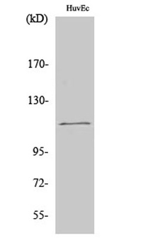 SENP7 rabbit pAb Antibody
