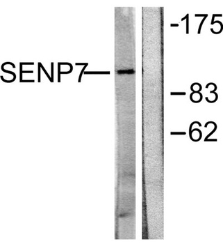 SENP7 rabbit pAb Antibody