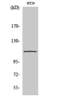 SERCA1 rabbit pAb Antibody