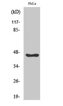 Serpin B12 rabbit pAb Antibody