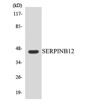 Serpin B12 rabbit pAb Antibody
