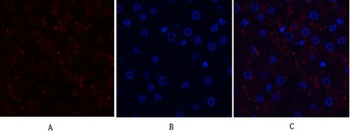SGK1 rabbit pAb Antibody