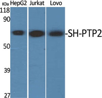 SH-PTP2 rabbit pAb Antibody