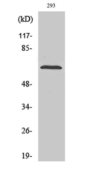 SH-PTP2 rabbit pAb Antibody