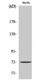 SH-PTP2 rabbit pAb Antibody