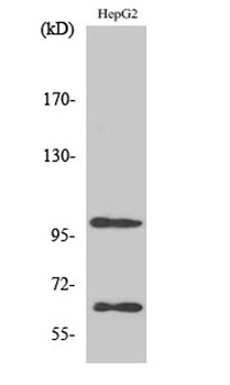 SIRP-α1 rabbit pAb Antibody