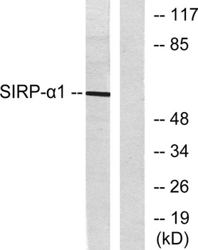 SIRP-α1 rabbit pAb Antibody