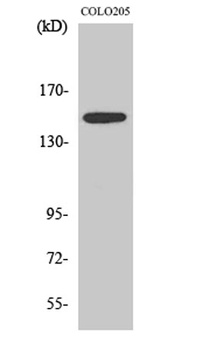 SLK rabbit pAb Antibody