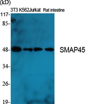 SMAP45 rabbit pAb Antibody