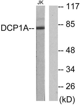 SMIF rabbit pAb Antibody