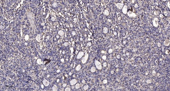 SMIF rabbit pAb Antibody