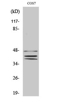 Sox-8/9/17/18 rabbit pAb Antibody