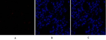 Sox-9 rabbit pAb Antibody